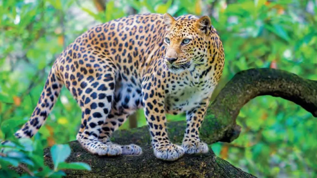 रस्ते फक्त माणसांसाठी आहेत का? बिबट्याचा प्रश्न