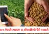 शुन्याऐवजी इंग्रजीतला ‘o’ मारला..एका चुकीनं सोयाबीनची रक्कम अडकली, शेकडो शेतकऱ्यांवर नामुष्की